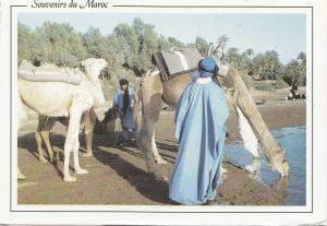 BF18656 morocco la koutoubia oasis region de zagora types came  front/back image