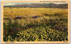 Postcard - Desert Sunshine, Wild Flowers on the Desert - California
