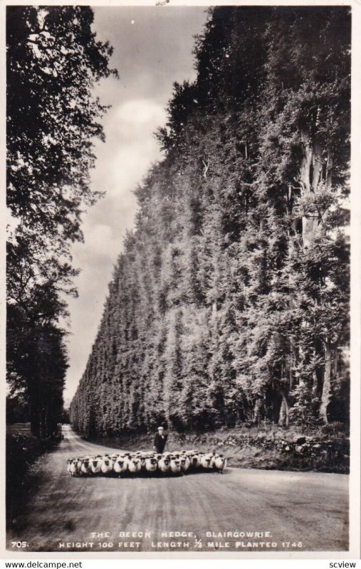 RP: BLAIRGOWRIE, Scotland, 1900-10s; Shepard and his sheep flock walking by T...