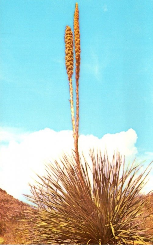 New Mexico Carlsbad Zoological Botanical State Park Sotol Desert Adapted Lily