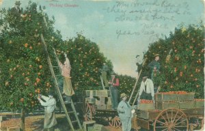 Picking Oranges 1911 Postcard, People in Hats, Laton CA Postmark