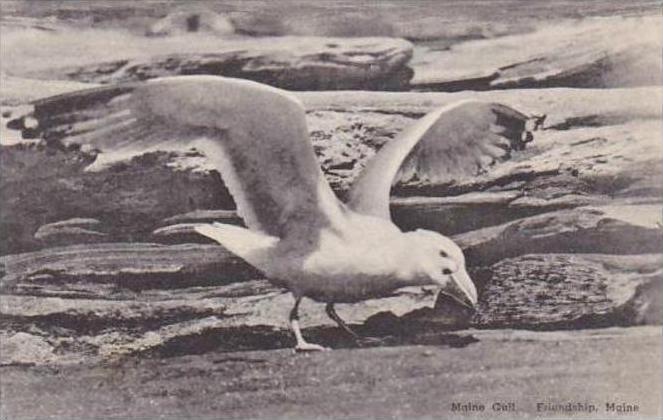 Maine Friendship Maine Gull Albertype