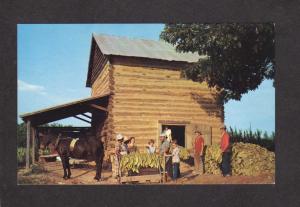 Farming Tobacco Harvester Farm Harvesting Horse Growing Smoking  Postcard