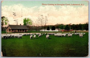 Vtg Lakewood New Jersey NJ Sheep Grazing At Georgian Court 1908 View Postcard