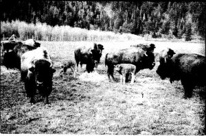 Postcard FARM SCENE Freedom Wyoming WY AO2003