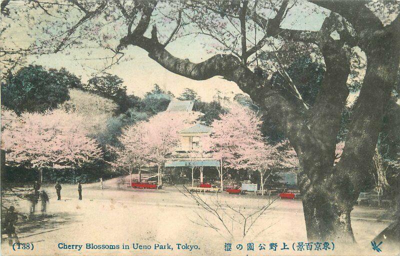 Cherry Blossoms Ueno Park Tokyo C-1910 Postcard hand colored 868 Japan