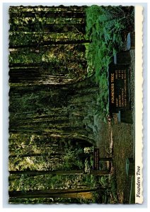 Vintage Founders Tree Giant Redwood, Founders Grove. Postcard &B