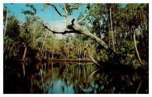 Postcard NATURE SCENE Daytona Beach Florida FL AU4147