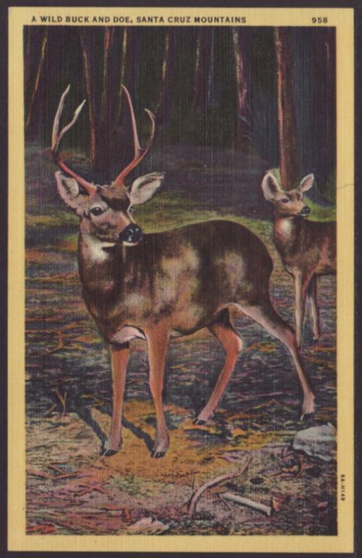 A Wild Buck and Doe,Santa Cruz Mountains Postcard