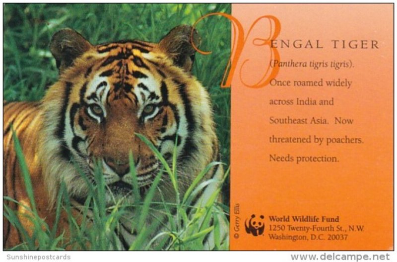 Bengal Tiger World Wildlife Fund 1998