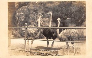 Group Of Ostrich Ostrich unused 
