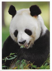 US Exotic Wildlife  Unused - Giant Panda.  Beautiful.