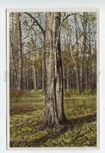 428036 Flower Carpinus betulus Vintage Sammelwerk Tobacco Card w/ ADVERTISING