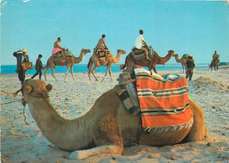 Tunisian beach a camel ride