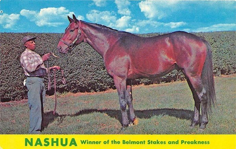 Belmont Park & Preakness Winner Nashua Race Horse Postcard