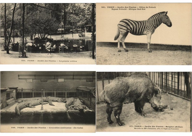 ZOO JARDIN DE PLANTES 200 Vintage ANIMAL Postcards pre-1930 (L4066)