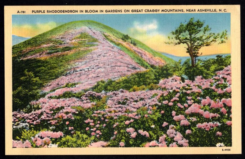 North Carolina ASHEVILLE Purple Rhododendron in Bloom Great Craggy Mountains