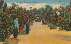 Florida Harvesting Oranges #267 Tichnor linen Postcard  22-783