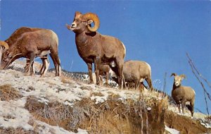 Rocky Mountain Bighorn Sheep Canadian Rockies 
