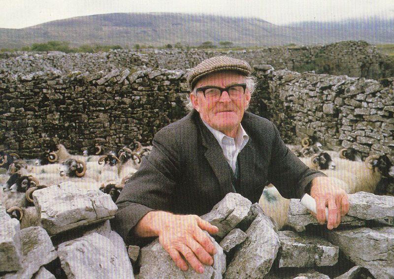 Elderly Farmer with Ribblehead Sheep Yorkshire Dales Postcard