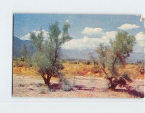 Postcard Smoke Trees On The Desert, Coachella Valley, California