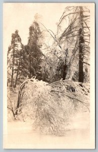 RPPC    Worcester Massachusetts    November 29, 1921  Ice Storm   Postcard