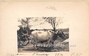 Bulls with Carriage - White Lake, New York NY  