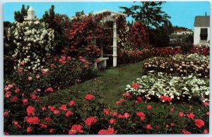 Postcard - Northern section of the Jackson & Perkins Rose Garden - Newark, N. Y.