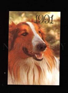 004733 Nice COLLIE Portrait Russian Color Calendar 1991