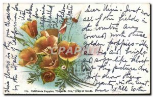 Old Postcard California poppies Copa De Oro Flowers