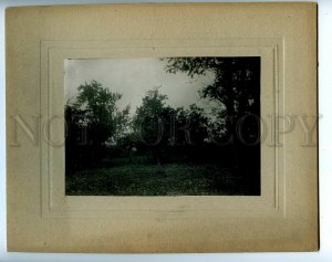 137577 Production of Fruit in Azerbaijan Quba Kubinsky Uyezd