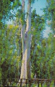 Cypress Tree At The Great Masterpiece On Beautiful Lake Pierce Lake Wales Flo...