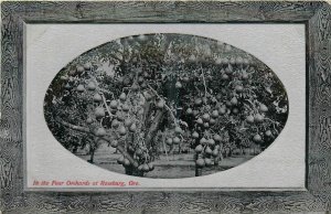 c1910 Roseburg Oregon Pear Orchard Glosso Oval Farming Postcard 25-11487