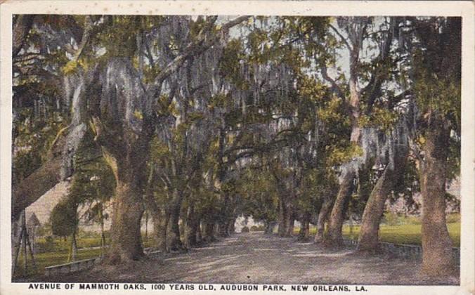 Louisiana New Orleans Avenue Of Mammoth Oaks Audubon Park 1927