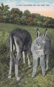 Texas A Texas Burro-Ess and Her Baby