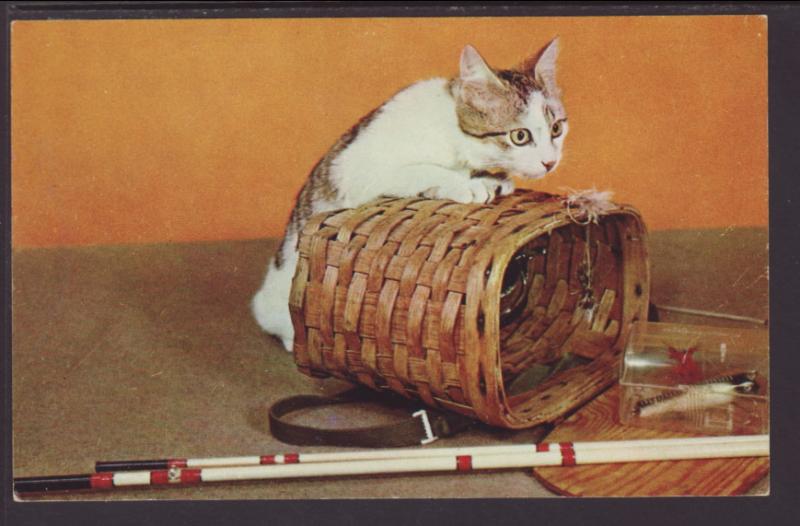 Cat on a Basket Postcard