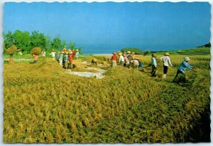 M-22345 Rice Harvesting in Bali Indonesia