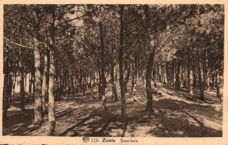 Sous-bois,Zoute,Belgium BIN