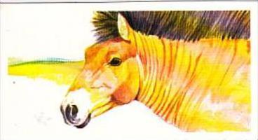 Brooke Bond Tea Trade Card Vanishing Wildlife No 8 Przewalski's Horse