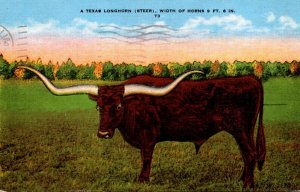 Bulls A Texas Longhorn Steer 1946