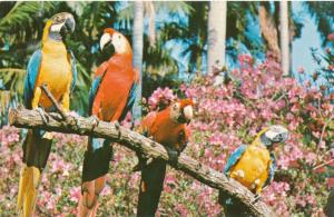 Blue and Red Macaws - Parrots at Sunken Gardens FL, Florida