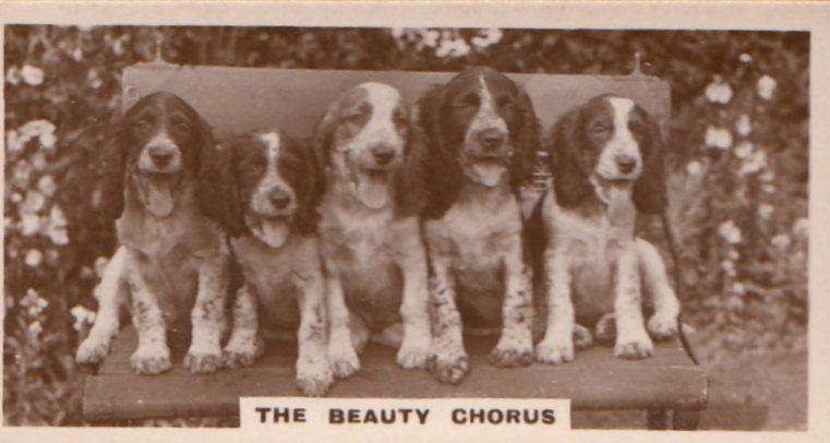 Dog Dogs The Beauty Chorus Singing Old Real Photo Cigarette Card