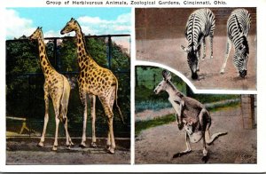 Ohio Cincinnati Zoological Gardens Group Of Herbivorous Animals Giraffes Zebr...
