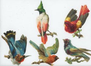 1880's Exotic Birds Lot Of 4 Victorian Die Cut Trade Card #6TE