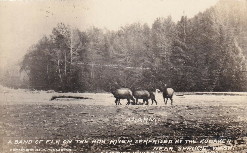 Vintage Real Photo Postcard Band of Elk on Hoh River Near Spruce WA C Huelsdonk