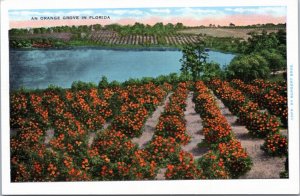 Postcard FL - An Orange Grove in Florida