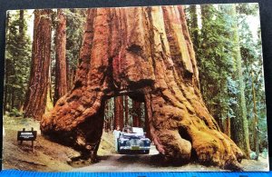 Yosemite National Park Wawona Tree 1954 Vintage Postcard