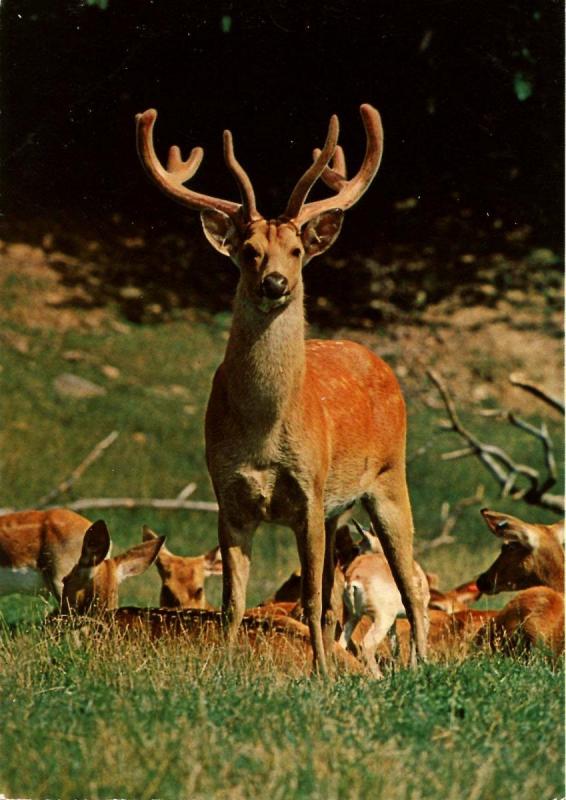 Male Barasingha (Swamp Deer)