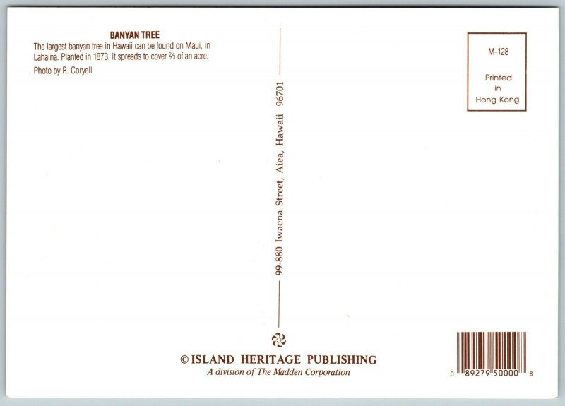 Huge Banyan Tree, Lahaina, Maui, Hawaii - Postcard 