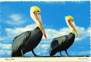 Pelican Pals - Florida - A Remarkable Bird